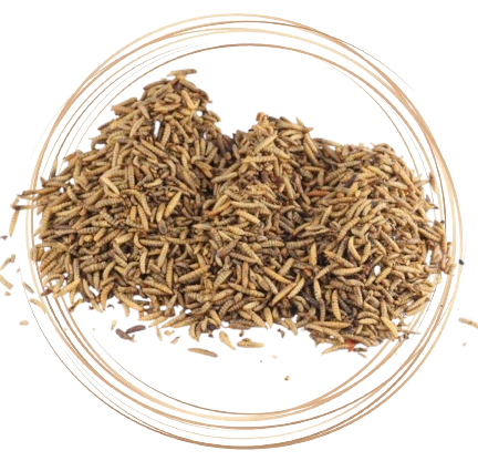 Sušená larva Bráněnky 1kg
