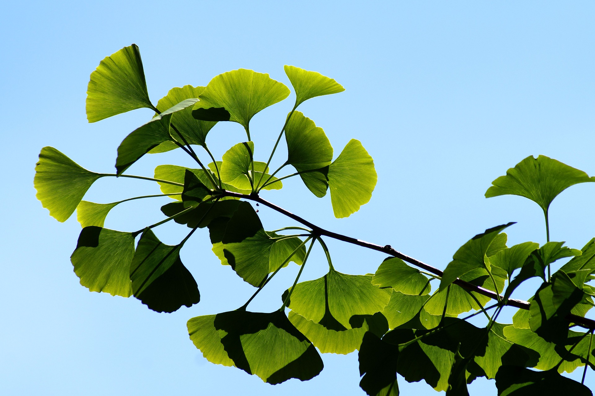 Jinan - Ginko 1g