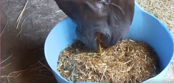 Spillers - Mollichaff Veteran 12,5kg