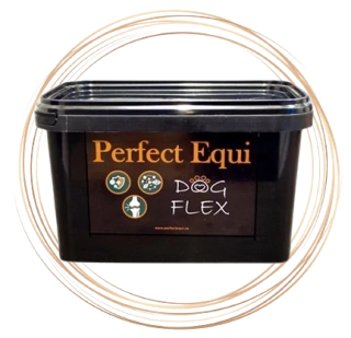 PERFECT EQUI DOG FLEX